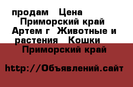 продам › Цена ­ 1 000 - Приморский край, Артем г. Животные и растения » Кошки   . Приморский край